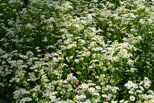 白色小花簇拥的繁茂景象