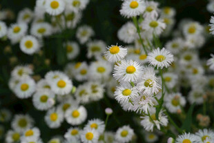 白色雏菊绽放