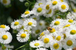小雏菊上忙碌的蜜蜂