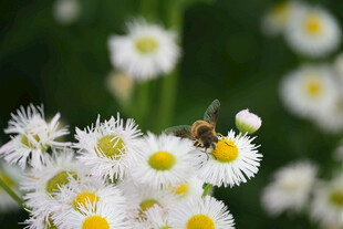 蜜蜂采蜜于雏菊间