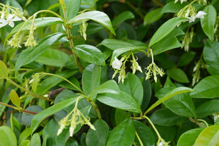 风车茉莉 络石藤 万字茉莉 