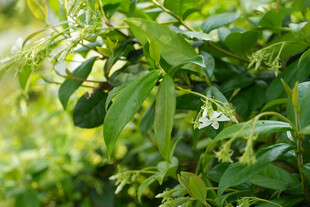 风车茉莉 络石藤 万字茉莉 
