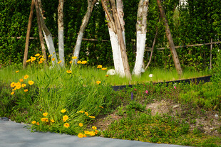 路边绿植与绽放的黄色小花