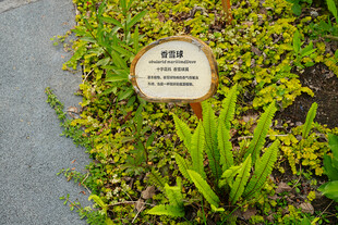 路边绿植中的标识牌