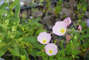 粉色花朵绽放于绿植间