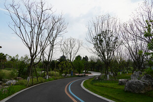 蜿蜒小路旁的树木景观