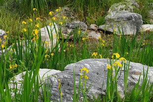 石间黄花绿草自然景致
