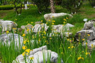 石间黄花伴绿草景观