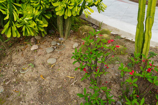 庭院绿植旁的艳丽小花