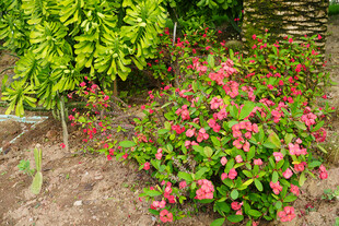 花丛小径 绿意盎然