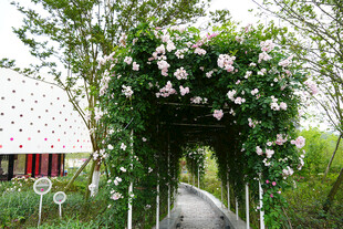 浪漫花卉拱门景观