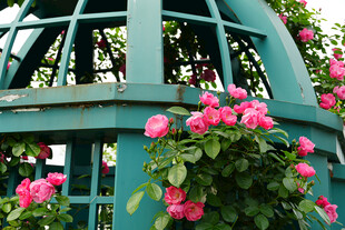 蓝绿花架上的娇艳蔷薇