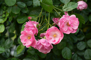 粉色蔷薇花绽放枝头