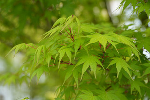 嫩绿枫叶展现盎然生机
