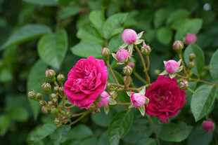 娇艳绽放的粉色玫瑰花