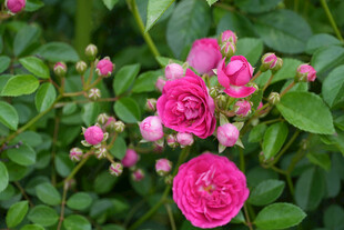 娇艳粉色蔷薇绽放