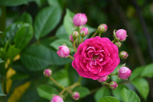 娇艳粉色蔷薇花绽放