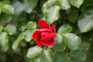 娇艳红玫瑰绽放绿叶间