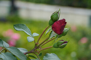 娇艳红玫瑰与待放花蕾