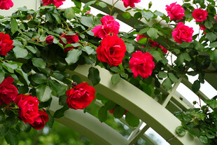 拱形架上绽放的红玫瑰