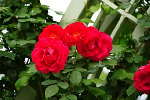 娇艳红玫瑰绽放绿叶间