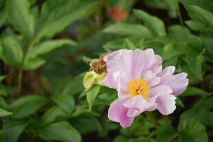 娇艳绽放的粉色单朵芍药花