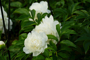 盛开的白色芍药花