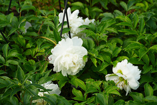 绿叶丛中的白色花卉