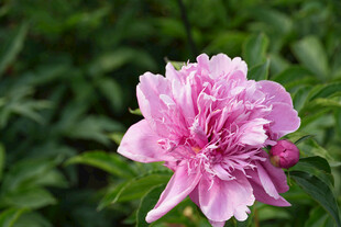 娇艳粉色芍药花绽放