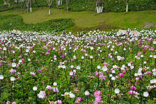 繁花似锦的绚烂花田
