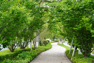 林间幽径 绿意盎然的漫步道