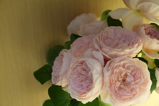 粉色柔美玫瑰花束