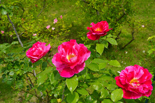 娇艳绽放的红色月季花