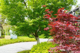 庭院绿树红枫美景
