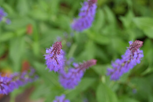 鼠尾草