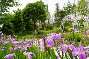 紫色鸢尾花装点的美丽花园