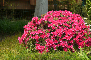 映山红杜鹃花