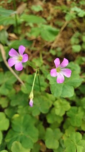 红花酢浆草 三朵紫花绽放绿叶间