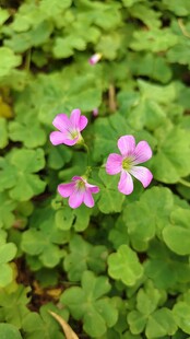 红花酢浆草 绿叶丛中的娇艳粉花