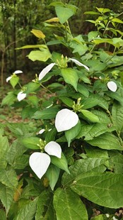 玉叶金花 绿叶 白色树叶