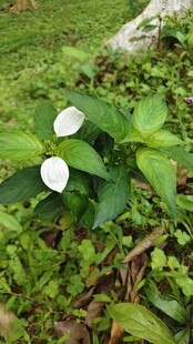 玉叶金花 白色花朵