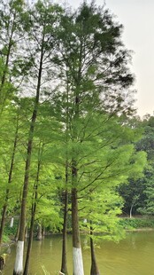 水上树林景观落羽杉