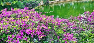 三角梅 繁花簇拥的湖畔美景