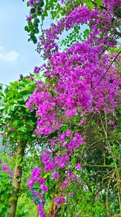 绽放的艳丽三角梅