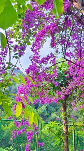 三角梅 紫花垂挂于绿树间