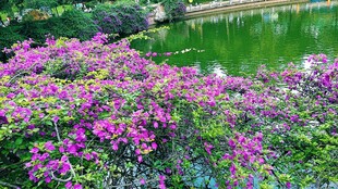 湖畔绚烂花丛美景三角梅