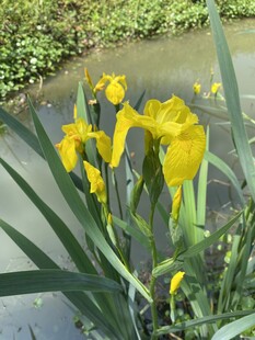 水边绽放的黄色鸢尾花
