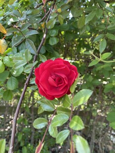 蔷薇花
