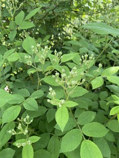 野蔷薇