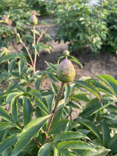 芍药